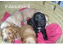 Embeno cadells cocker spaniel nascuts el 06/03/2010 per 150 € - En Alacant, San Vicente del Raspeig/Sant Vicent del Raspeig