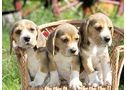 Authenticos cadells beagle