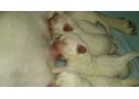 Cachorros de Labrador Retriever blancos - En Barcelona, Santa Perpètua de Mogoda