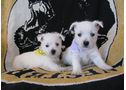 Los cachorros West Highland White Terrier para cuidar casas - En València, Algar de Palancia
