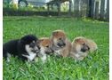 Cachorro shiba inu esperan ser adoptados